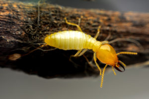 diagnostic termites bois maison
